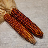 New York Red Flint Corn