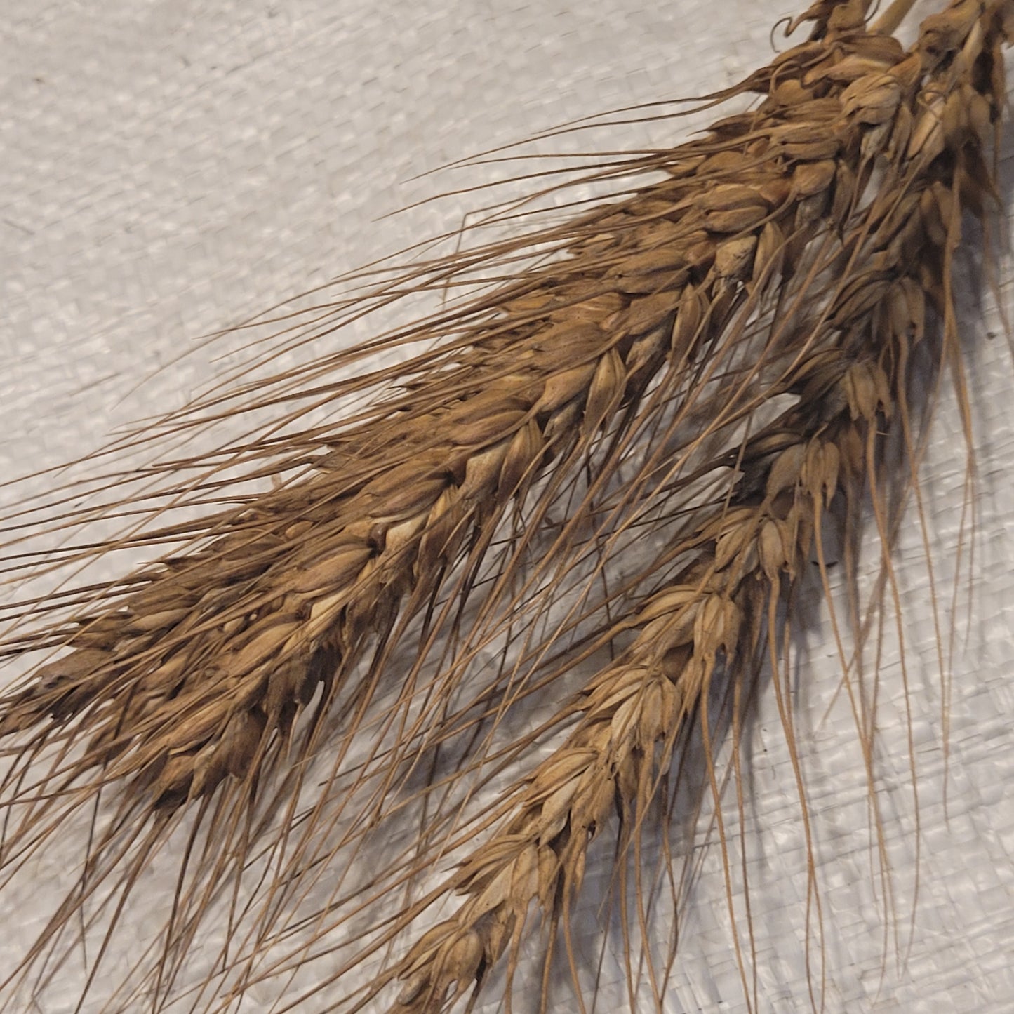 Jacoby Borstvete Wheat