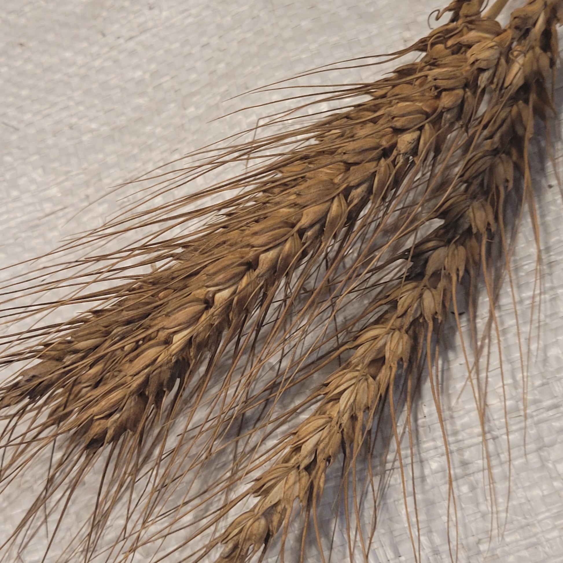 Jacoby Borstvete Wheat