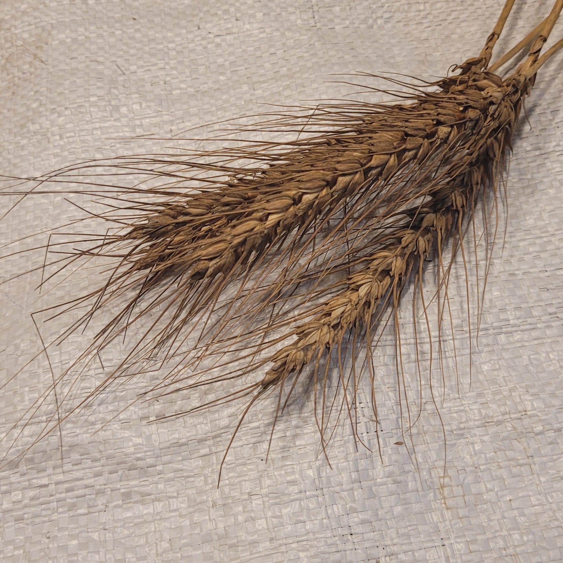 Jacoby Borstvete Wheat