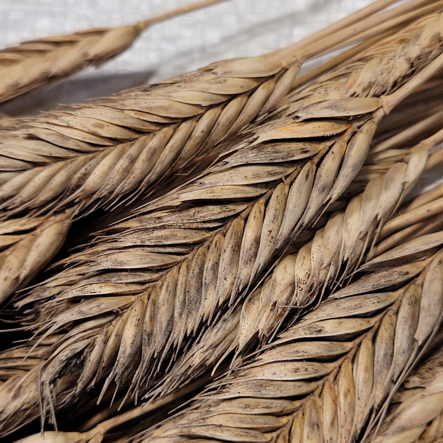 Ble Dur Arcour Einkorn