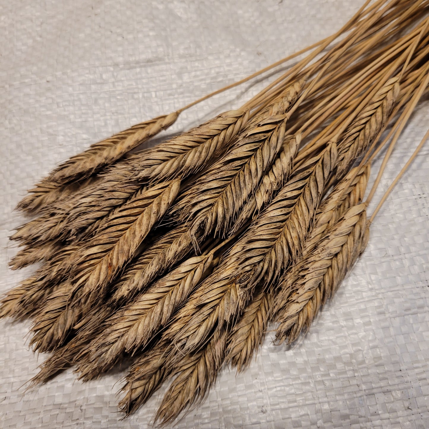 Ble Dur Arcour Einkorn