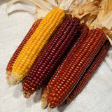 Red and Yellow Flint Corn Ears