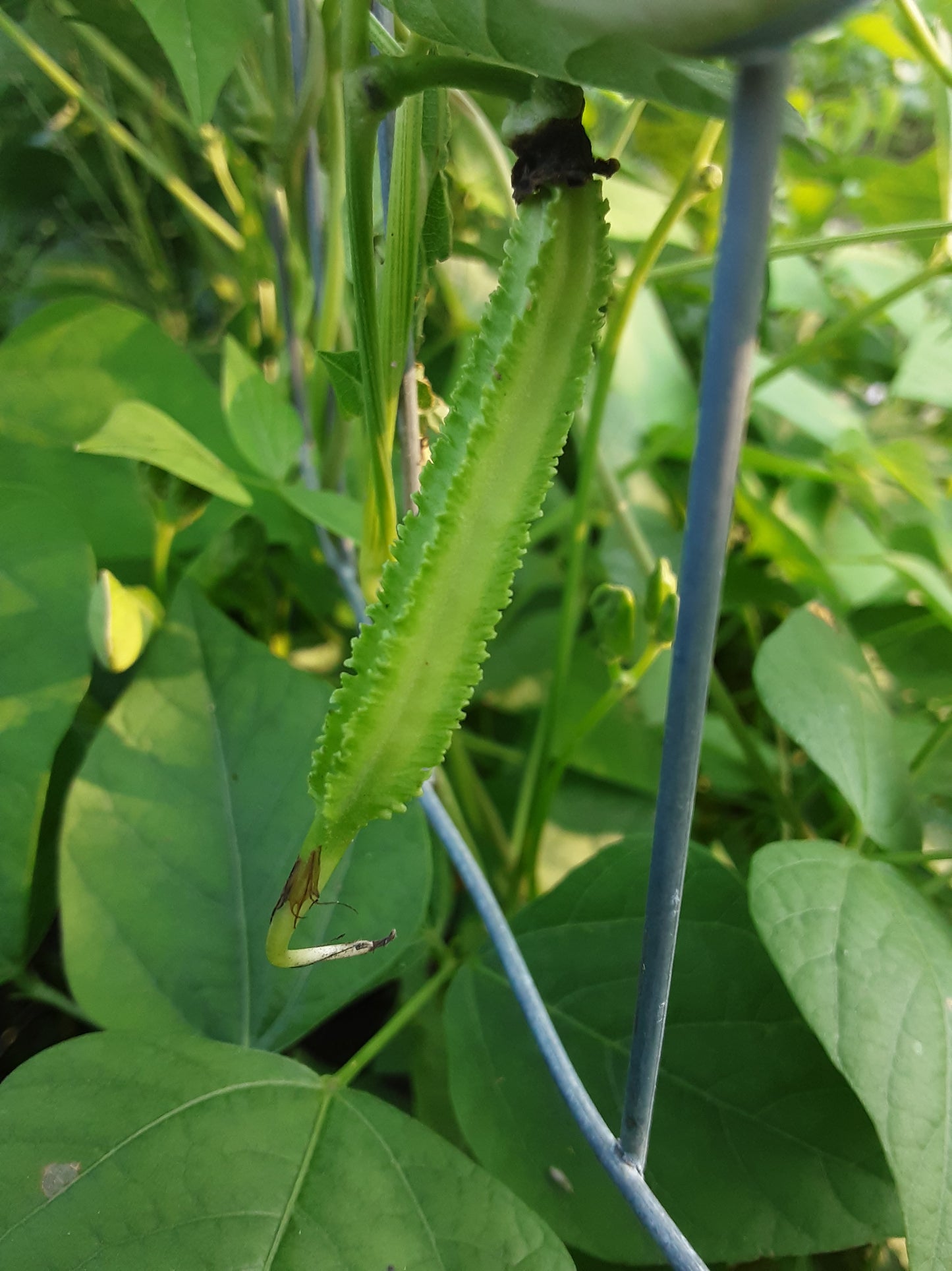A young winged bean pod on the vine
