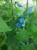 The beautiful blue bloom of the winged bean.