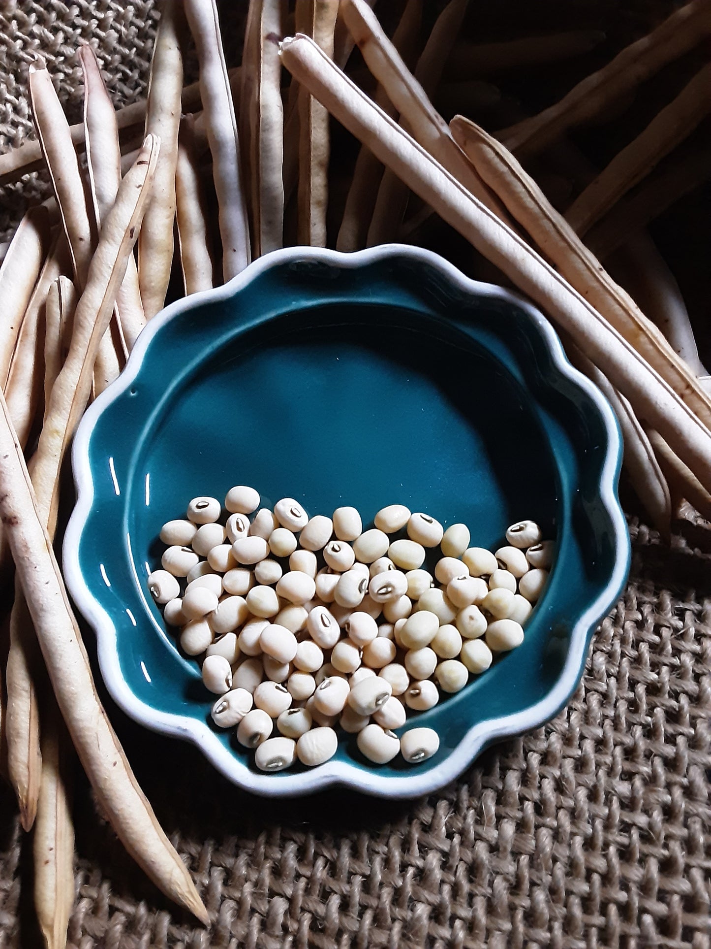 Small white seeds of Rice Cowpea shown with their slender dry pods - a culinary treasure waiting for inclusion in your garden.