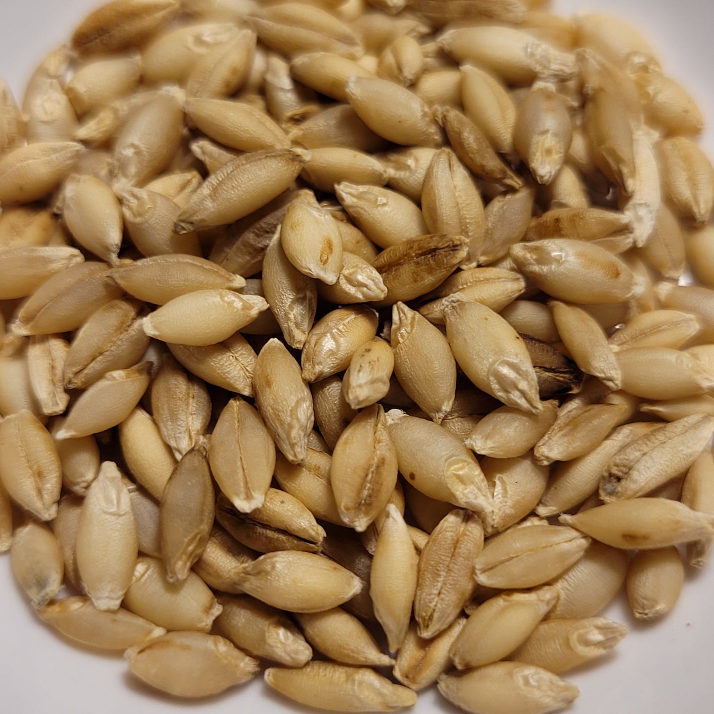 Tonsaru Barley