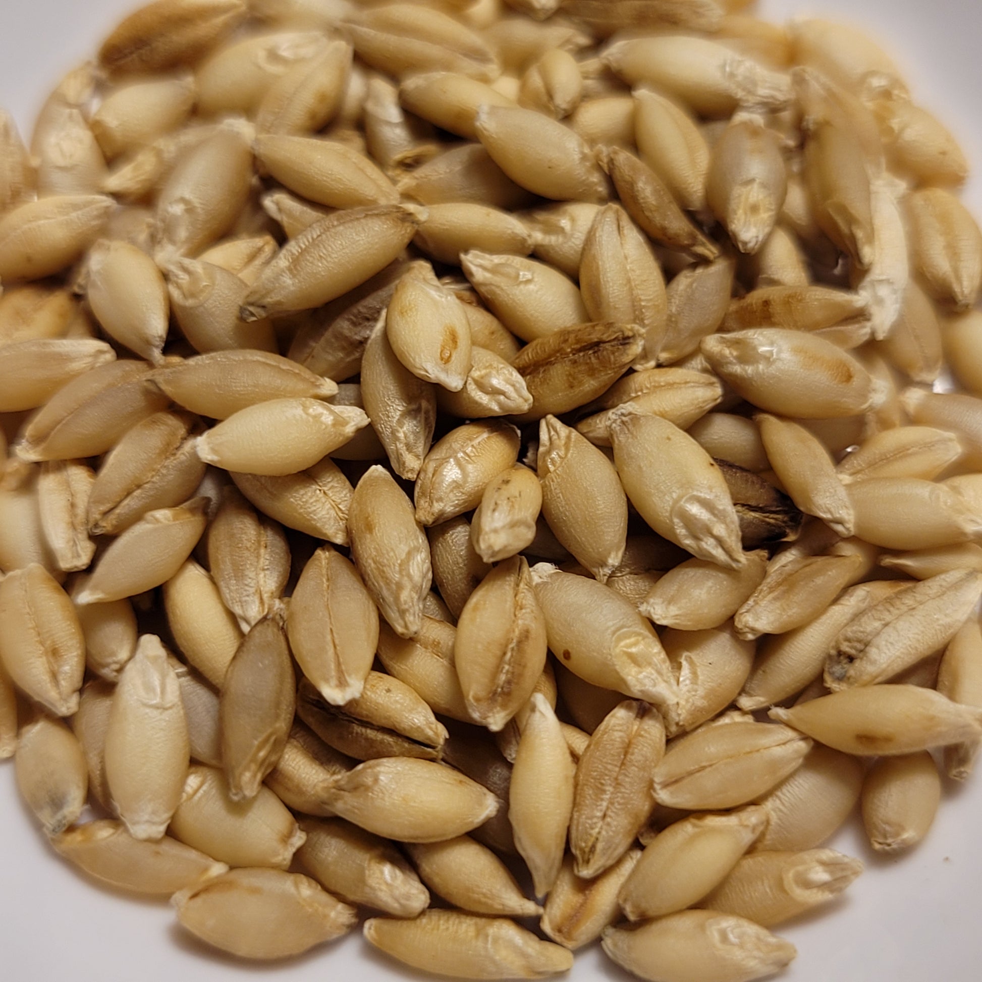 Tonsaru Barley