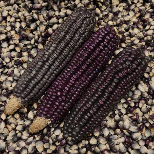 Johnny Dewlen Blue Dent Corn