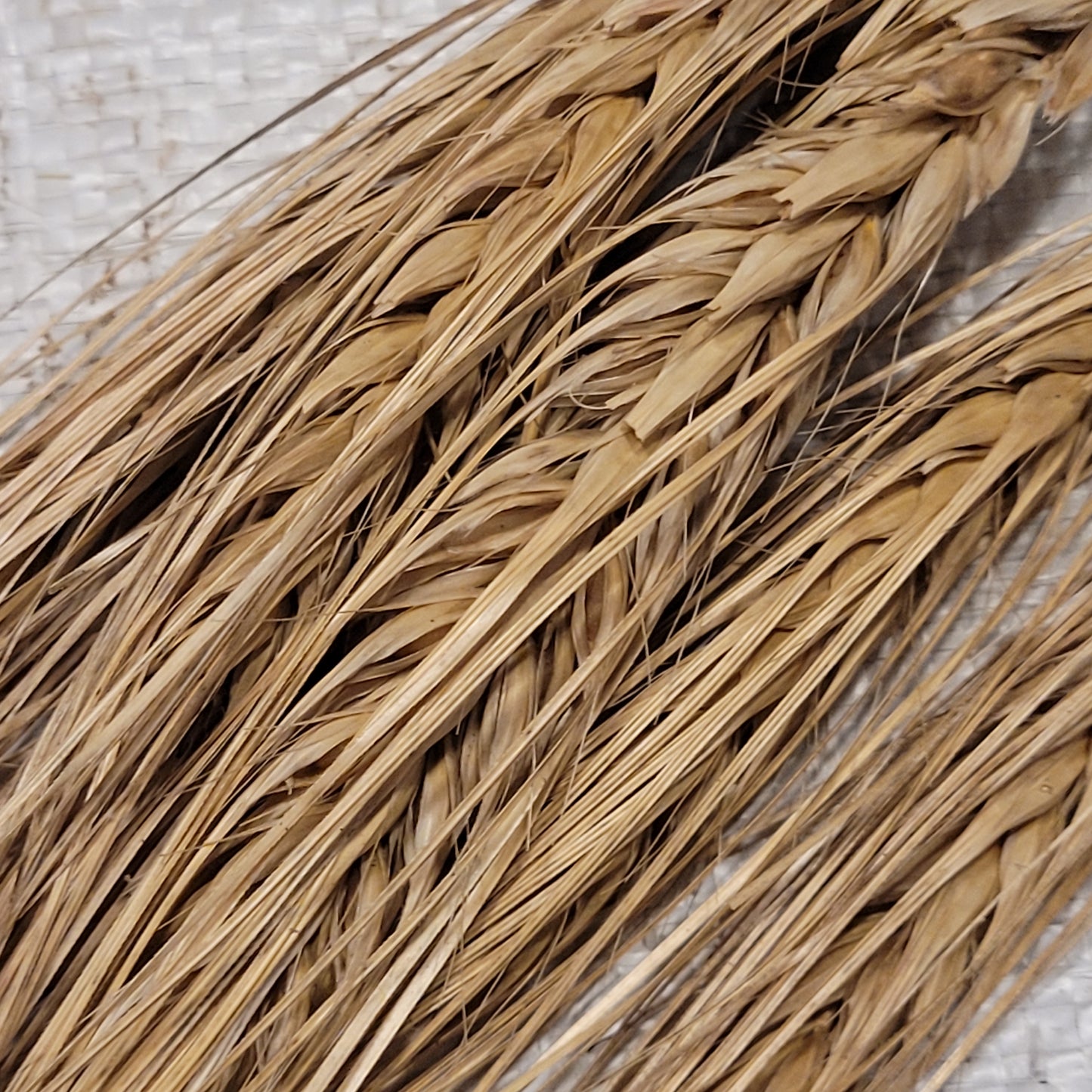 Valsergerste Barley