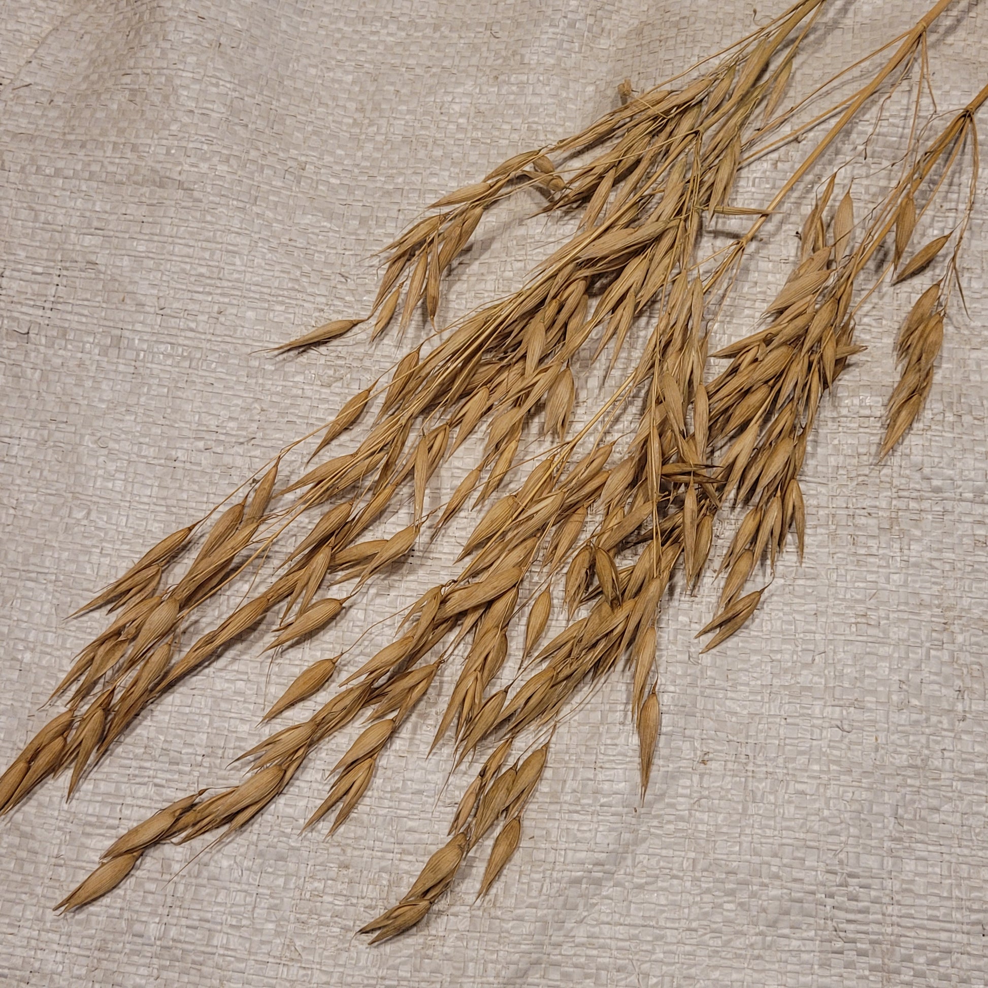 Liberty Hull-less Oats panicles
