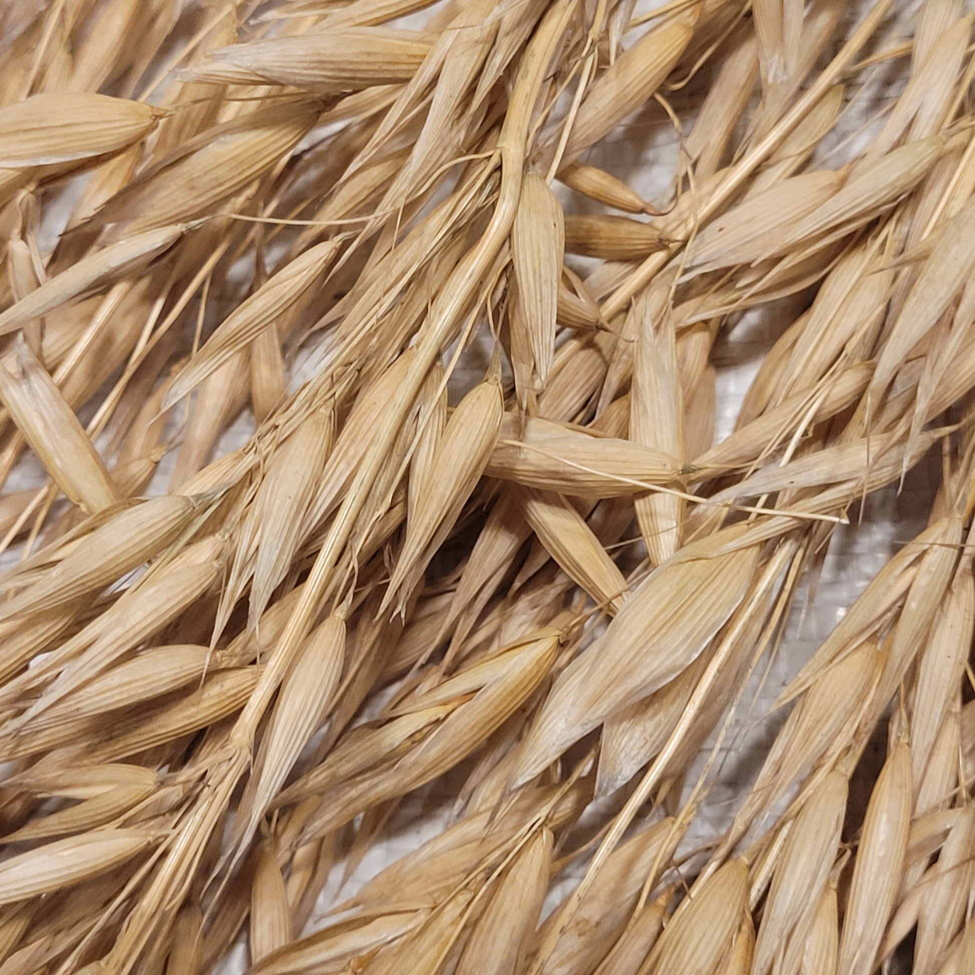 close up view of Liberty Hull-less Oats panicles