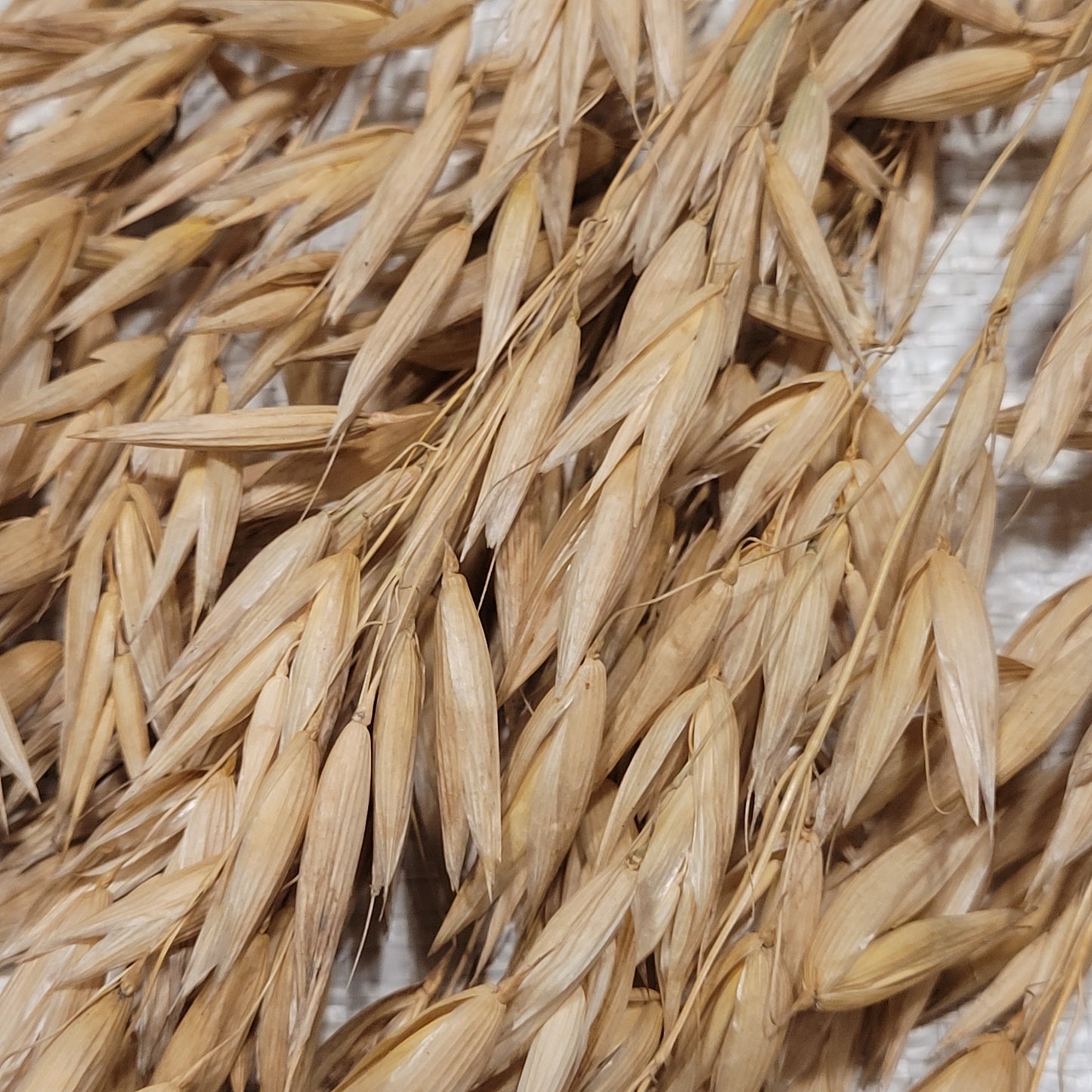 Terra Hull-less Oats