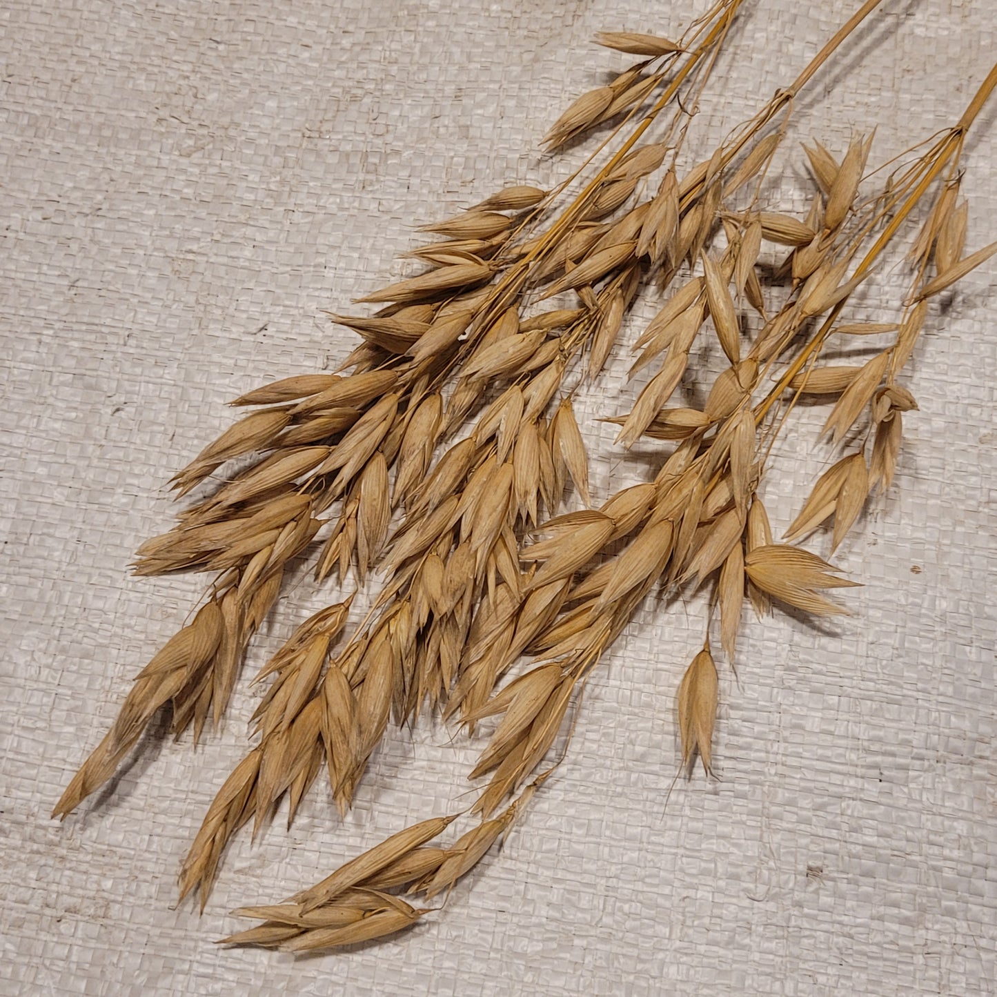 Terra Hull-less Oats