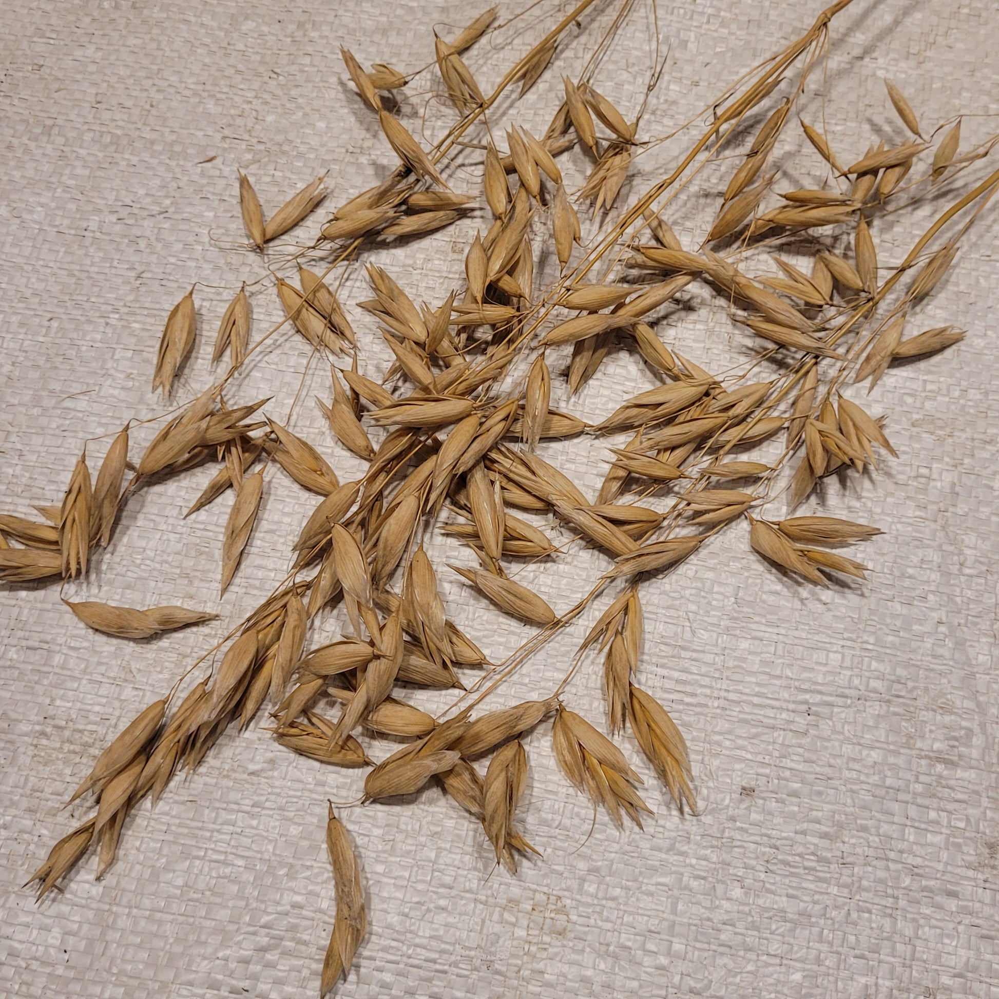 3 stems of Mozart Oats showing seed development and spacing