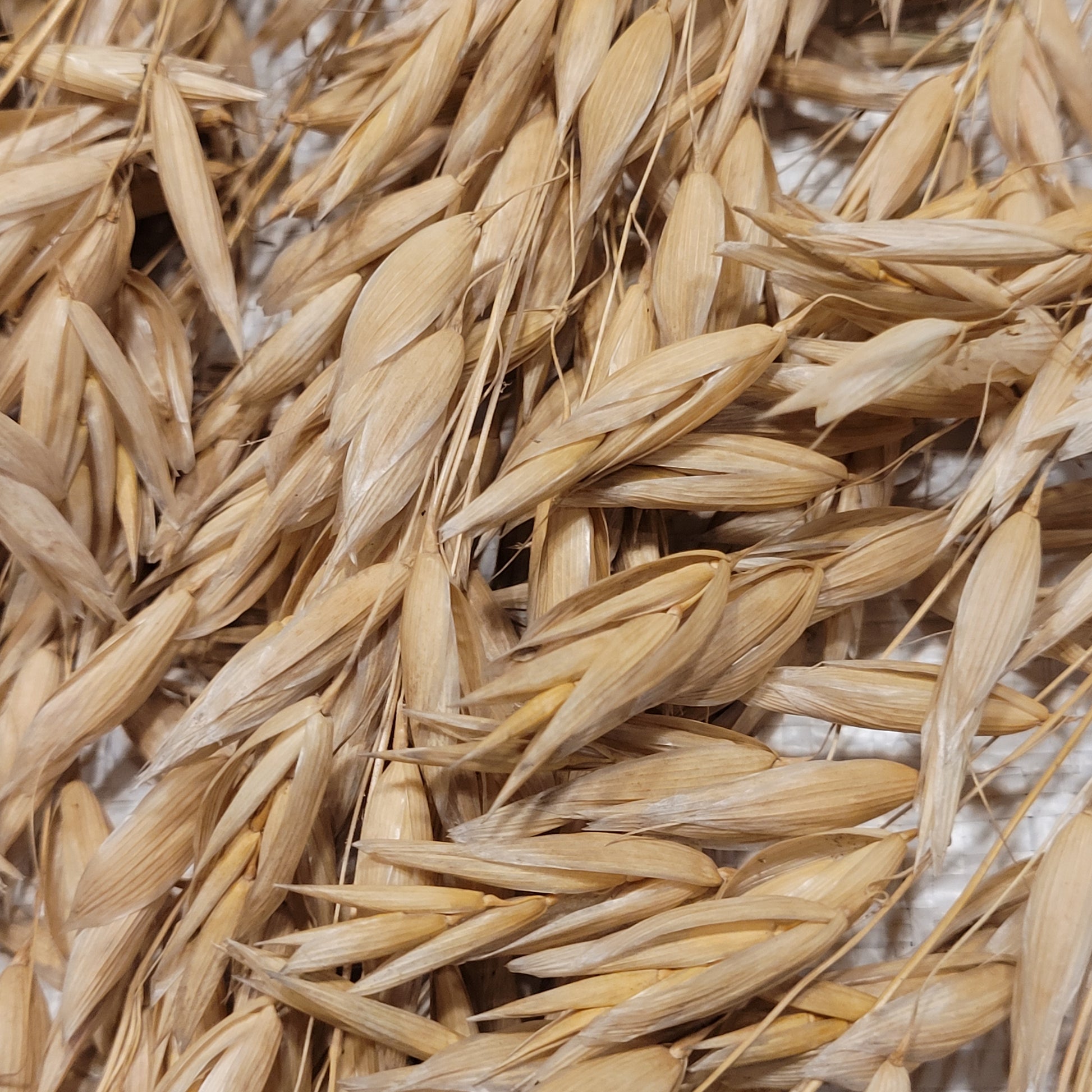 close up of Mozart Oats
