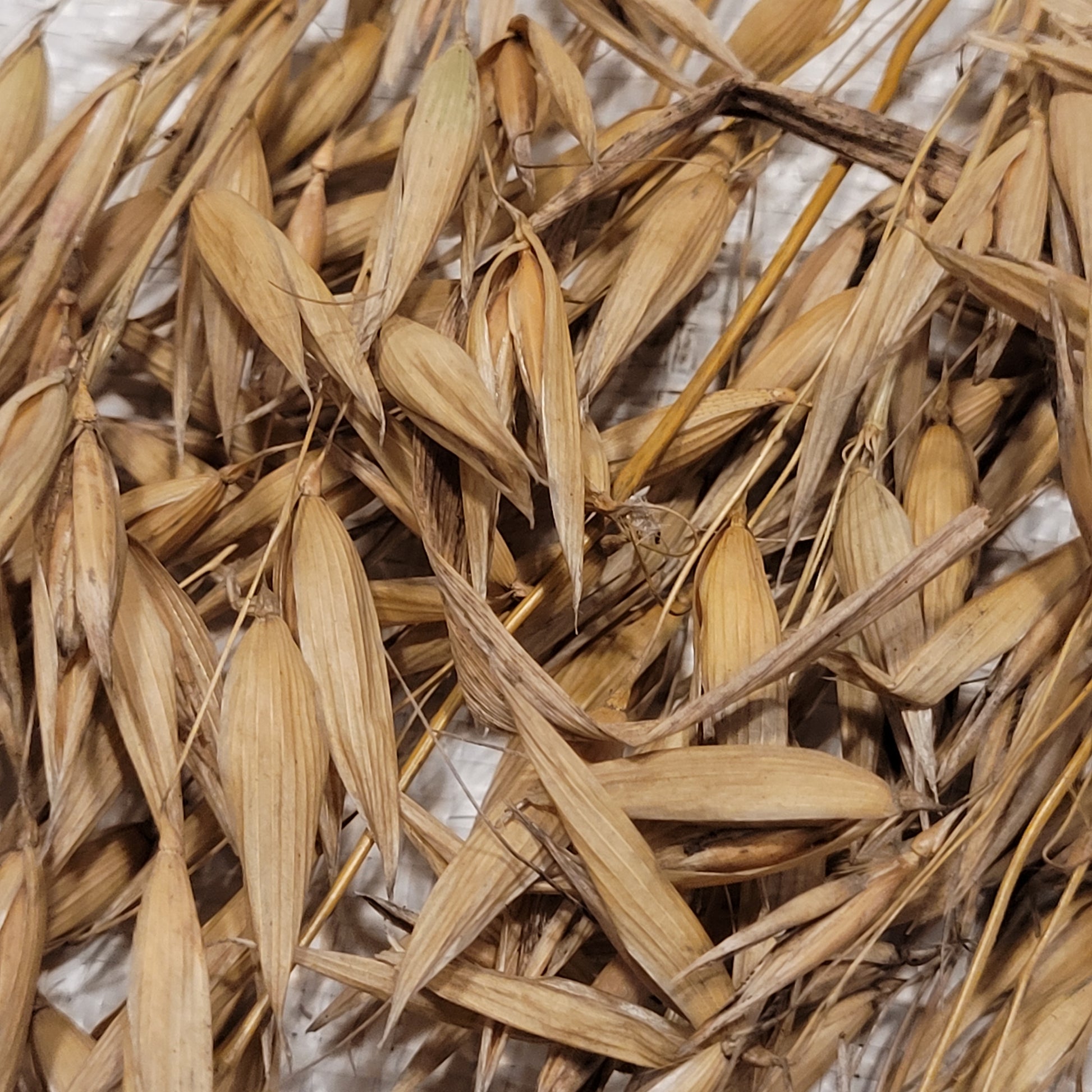 Swan Oats
