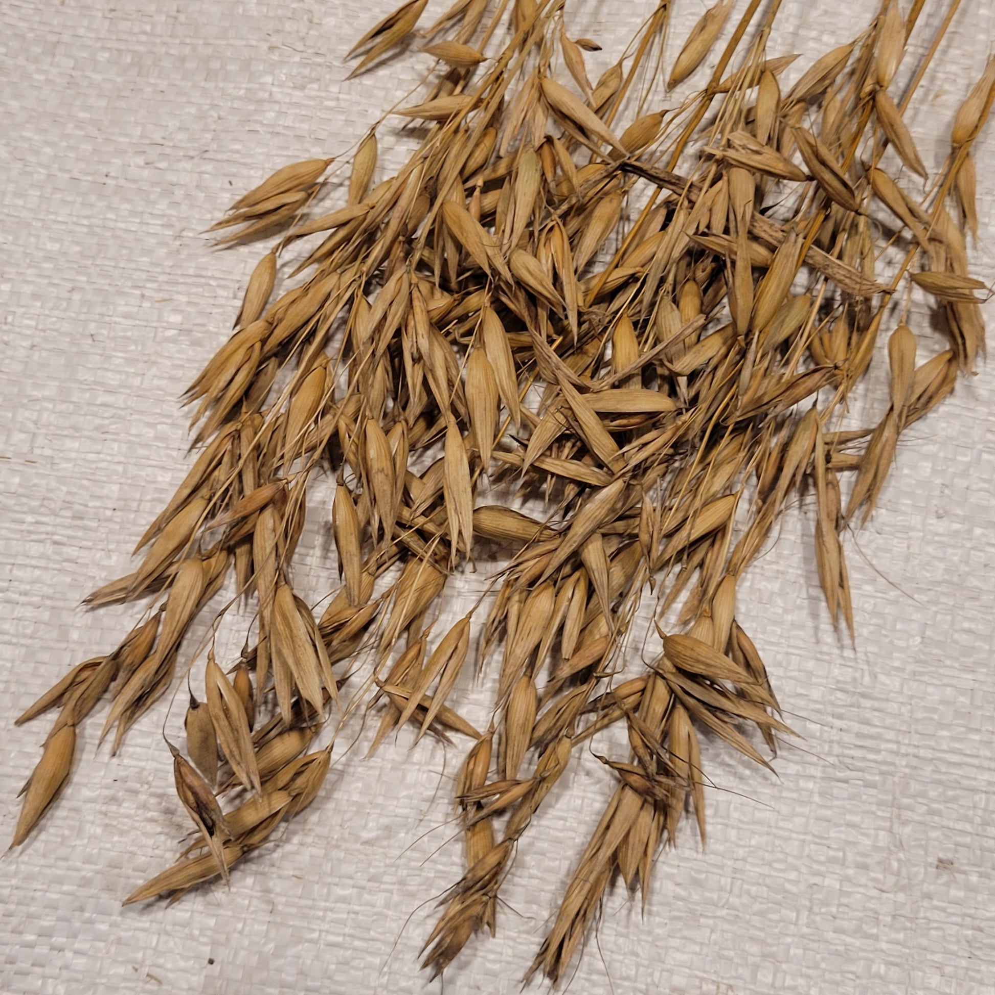 Swan Oats