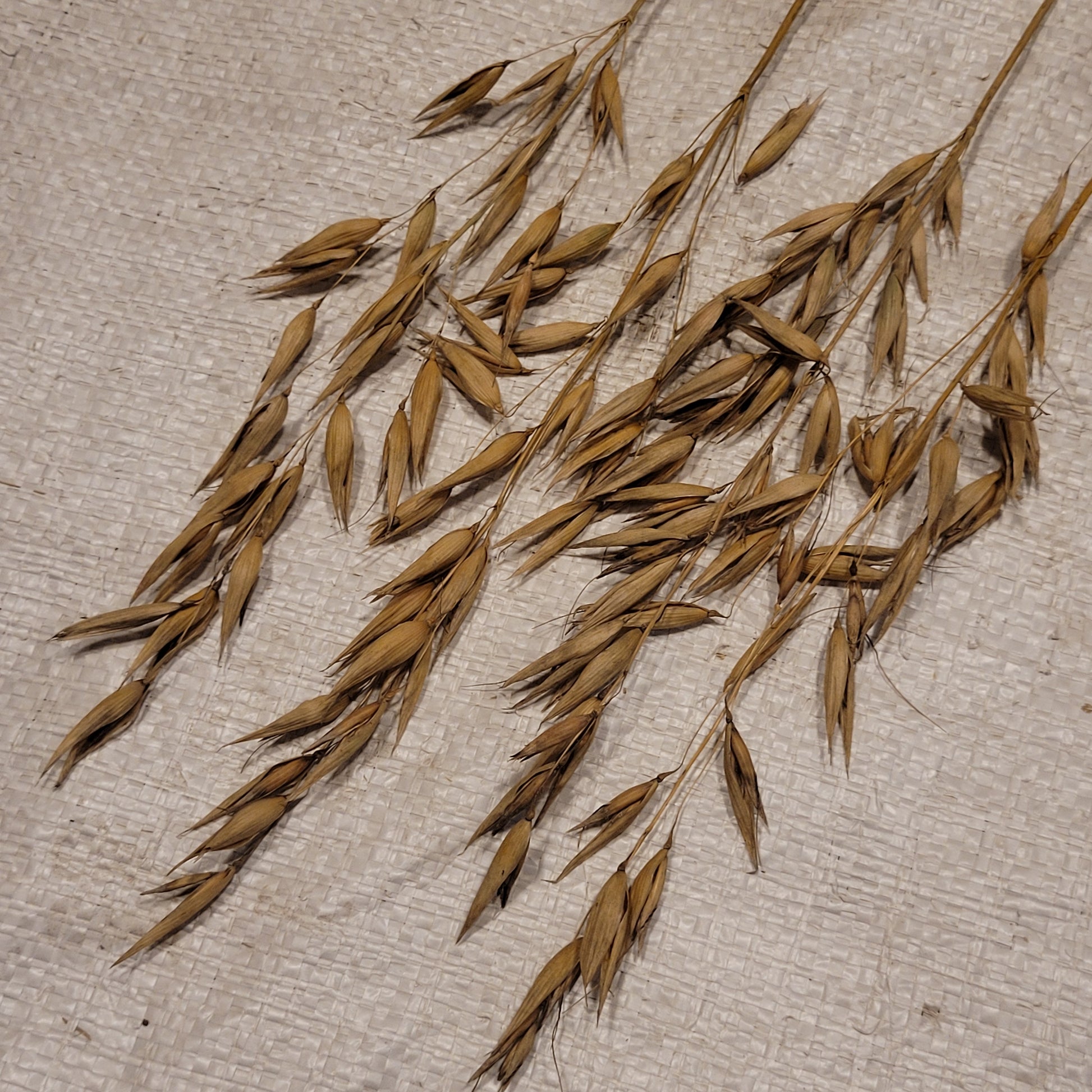 Swan Oats