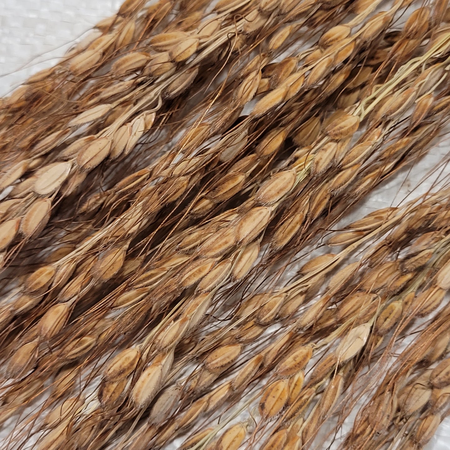 Kyzyl Shala Upland Rice
