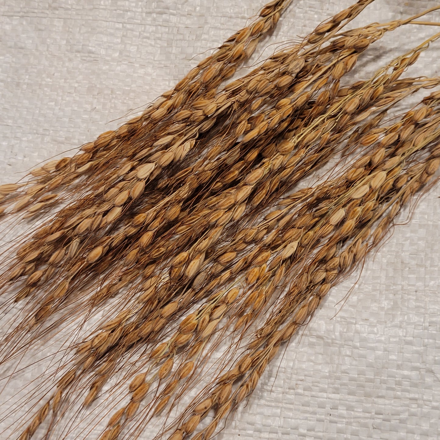 Kyzyl Shala Upland Rice