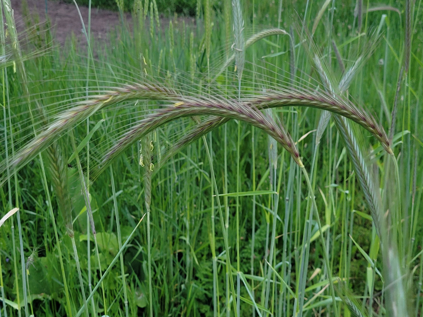 Sangaste Rye