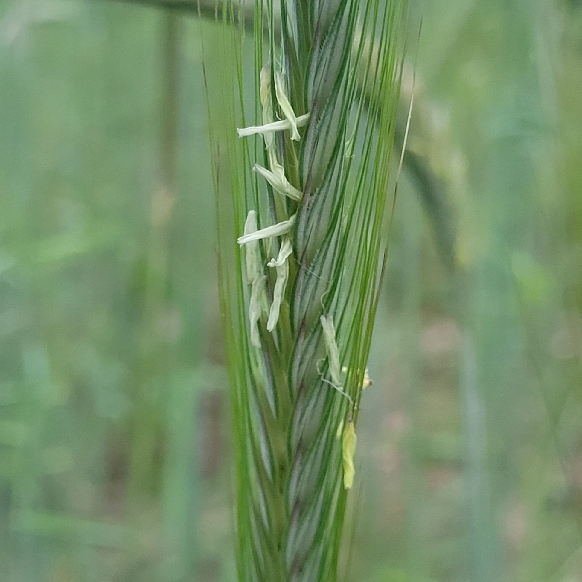 blooming of the Sangaste Rye
