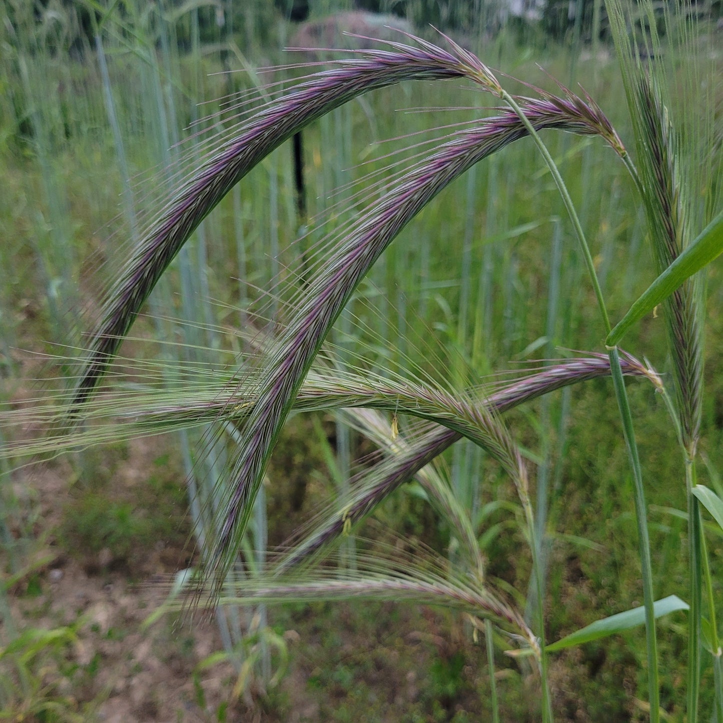 Sangaste Rye