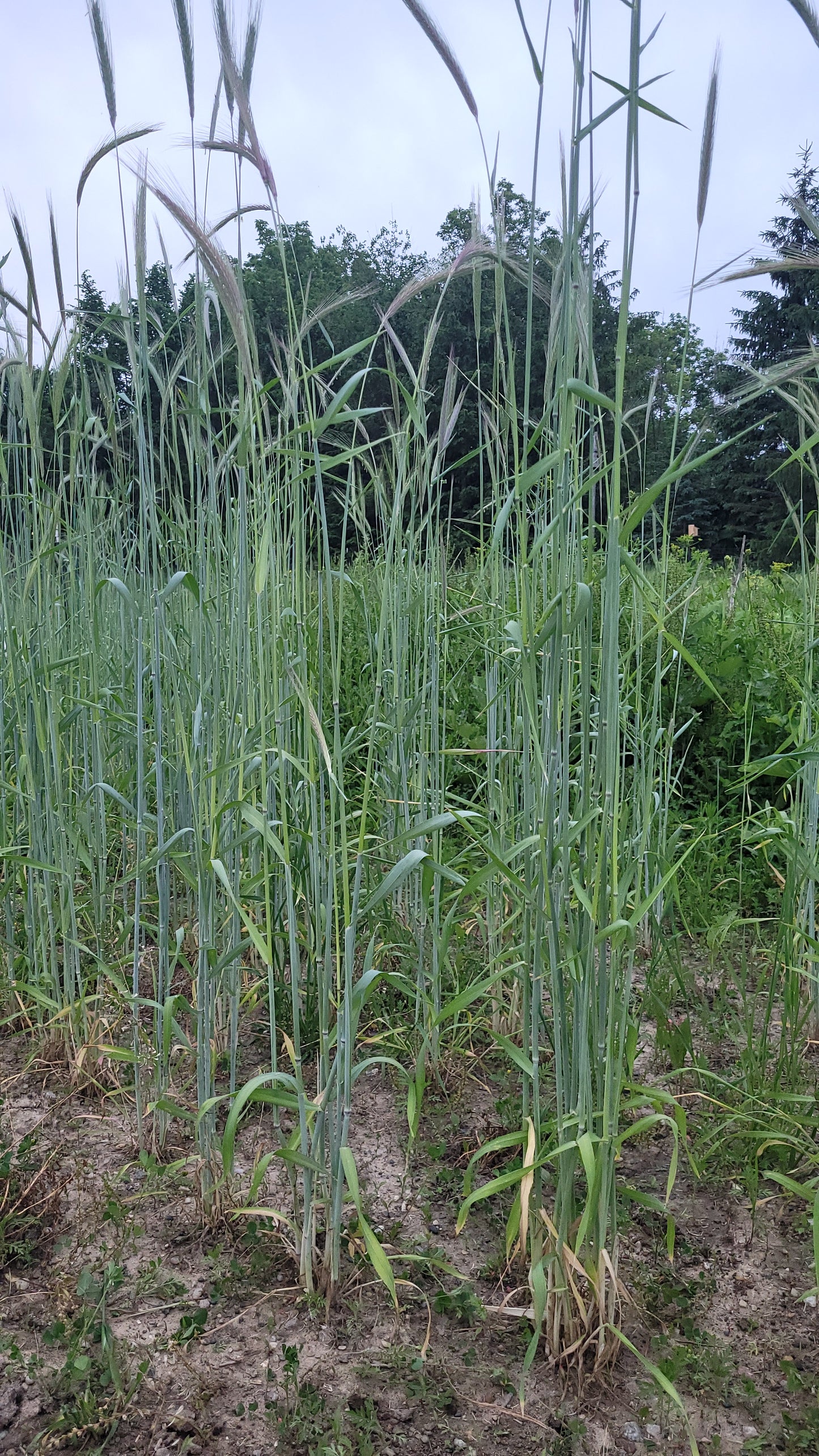 Sangaste Rye