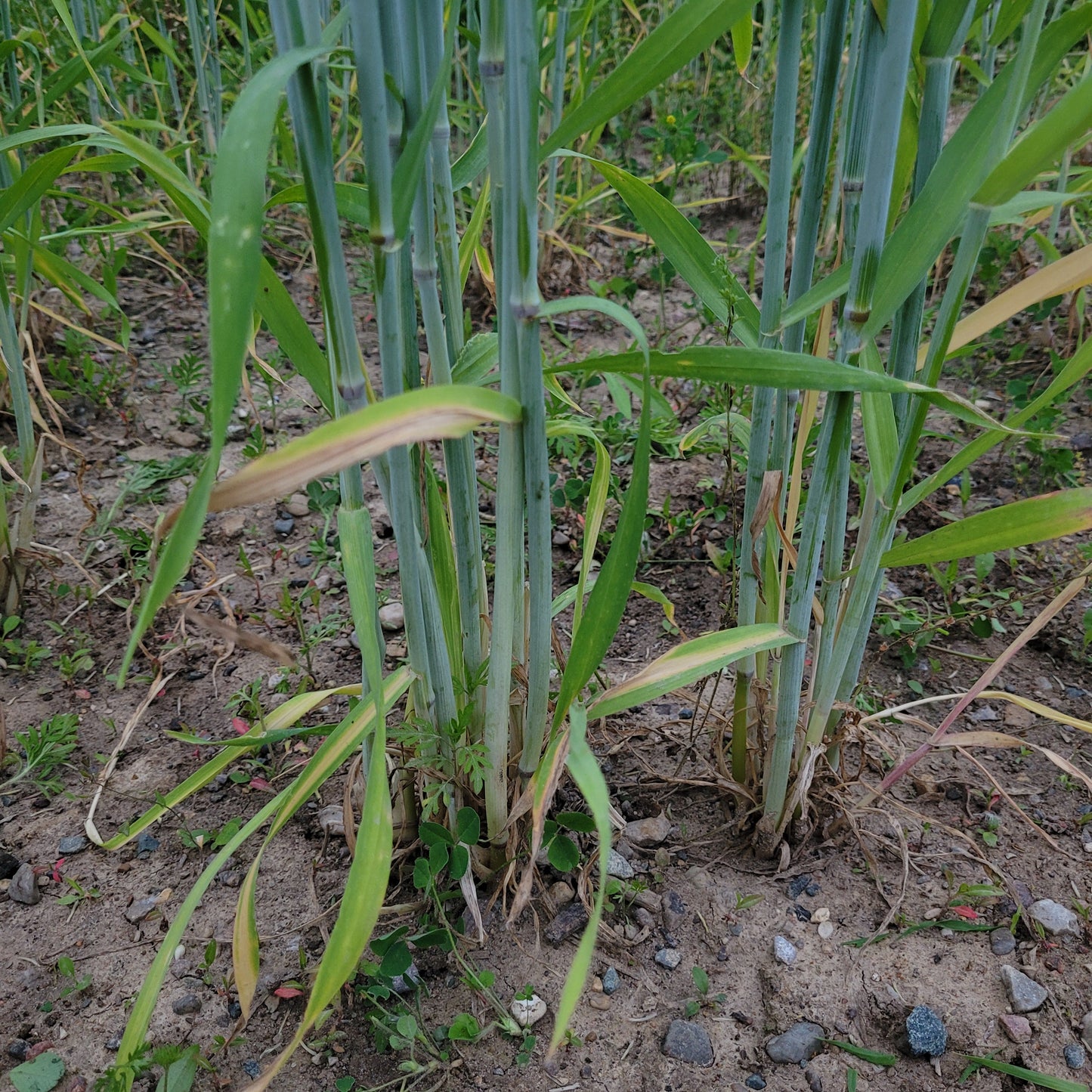 Sangaste Rye