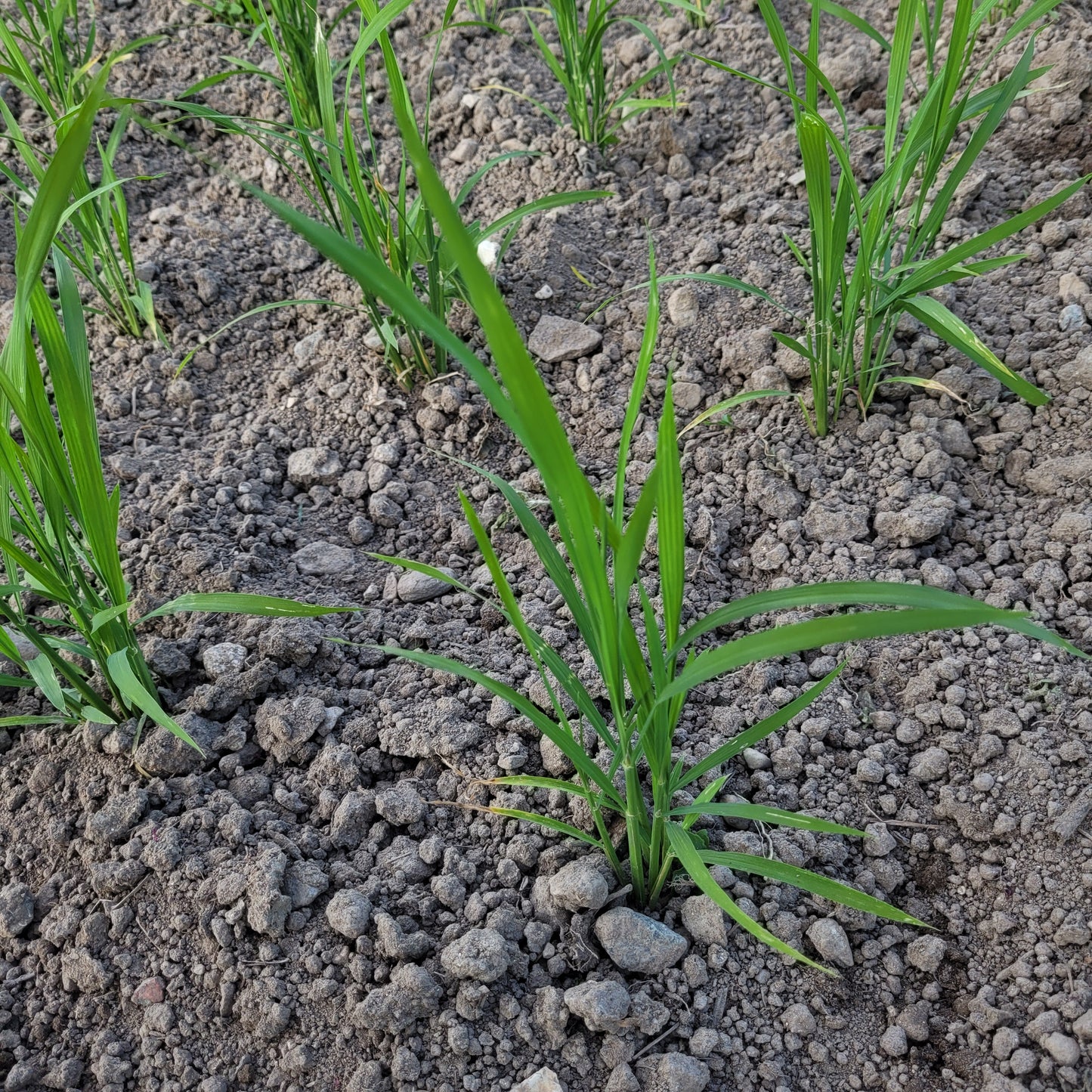 Shin Setsu Paddy Rice