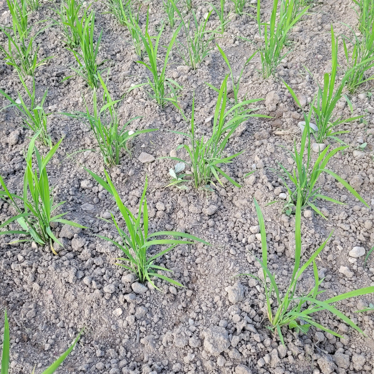 Shin Setsu Paddy Rice