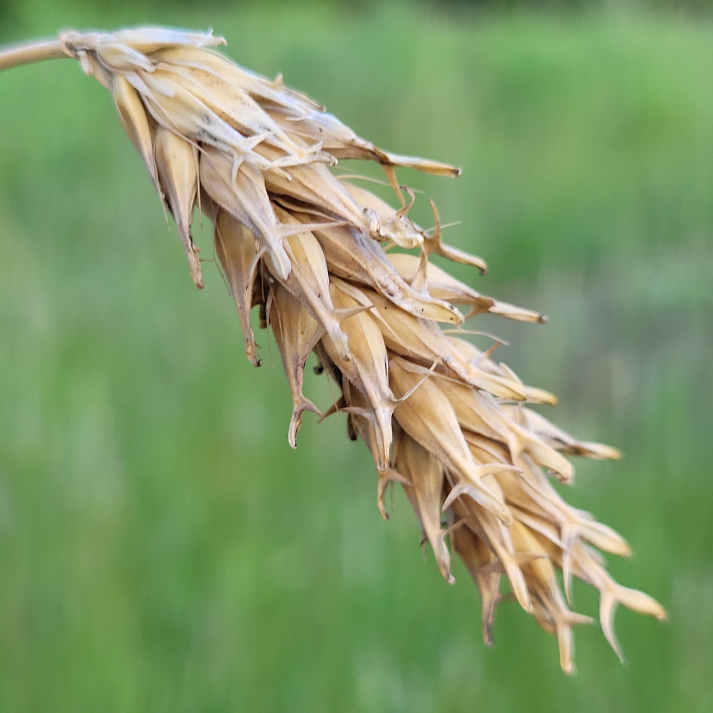 Zou Xian Song Mang Da Mai Barley