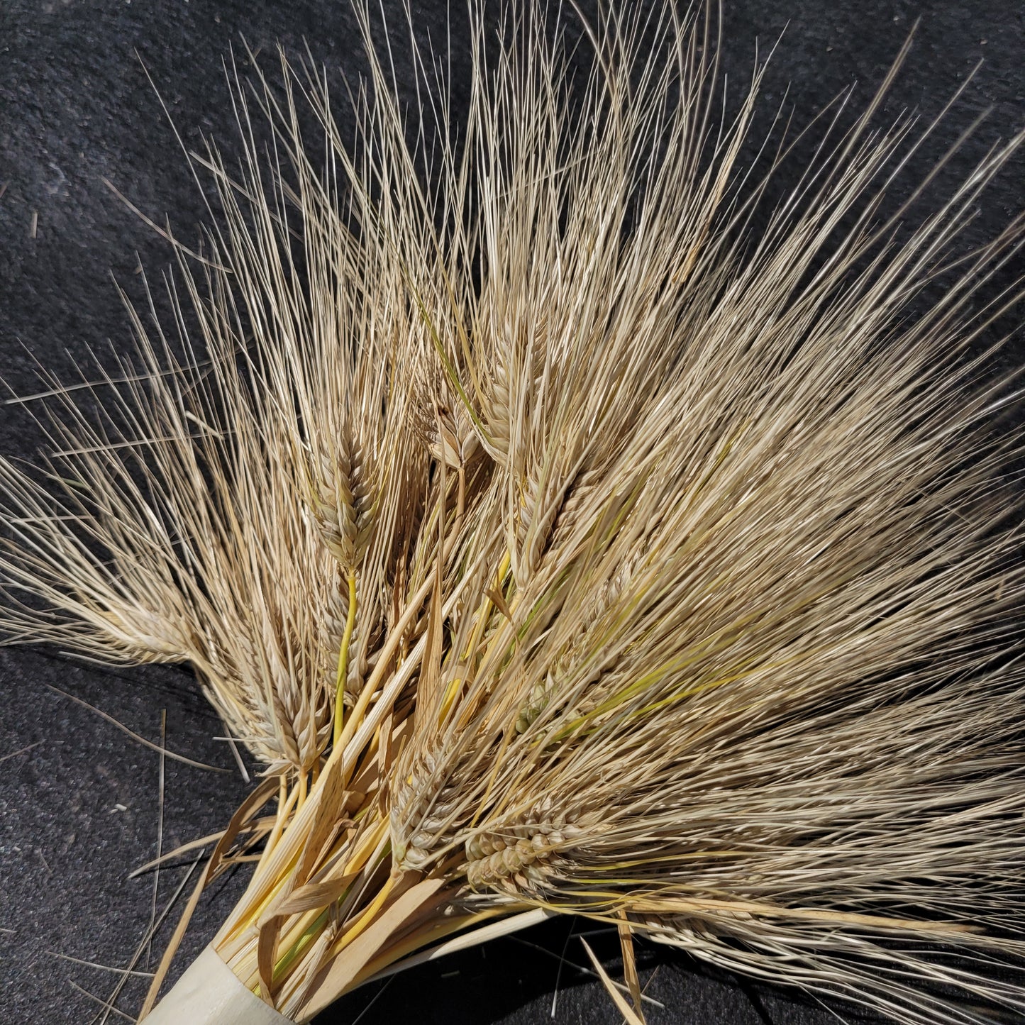 Schuyler Barley