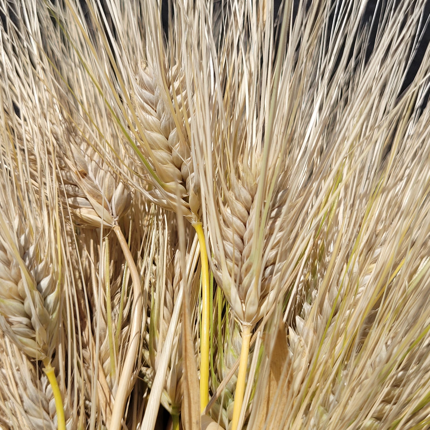 Schuyler Barley is well protected by awns