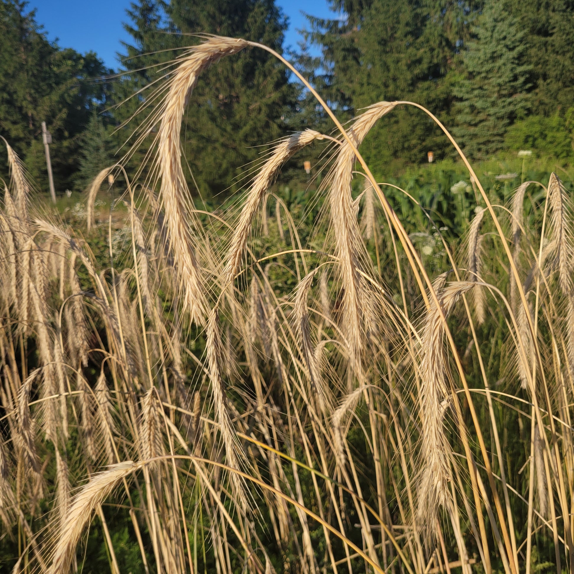 Sangaste Rye just before the harvest
