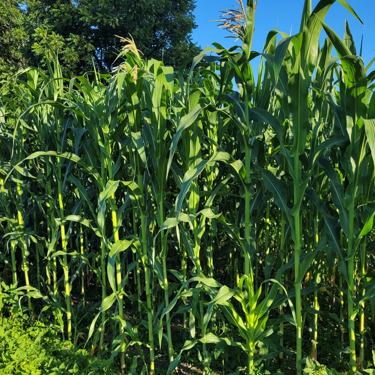 Johnny Dewlen Blue Dent Corn Great Lakes Staple Seeds