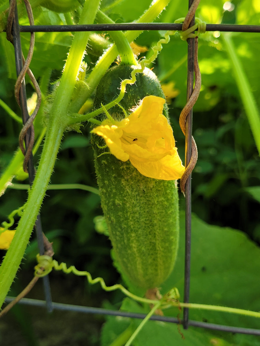 Pickling Cucumber Great Lakes Staple Seeds
