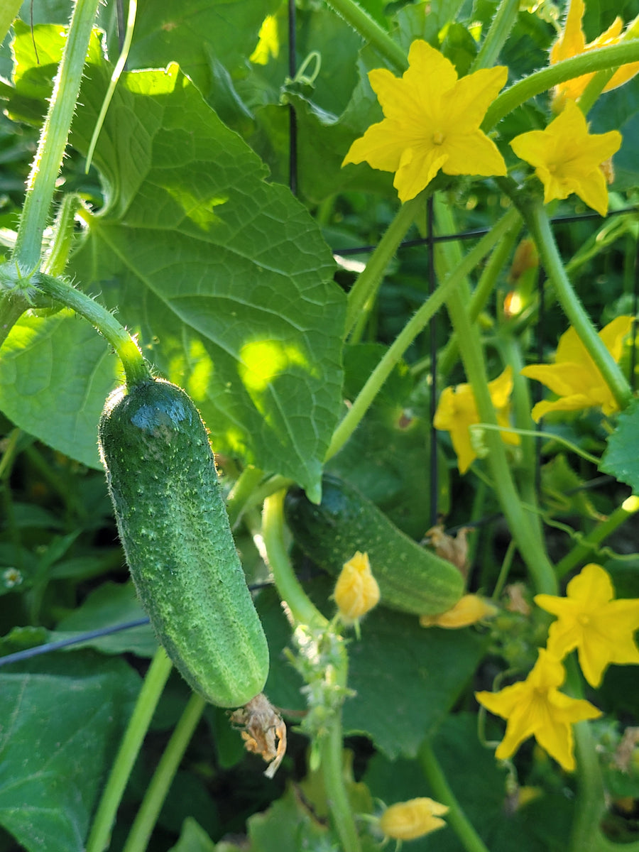 Pickling Cucumber Great Lakes Staple Seeds