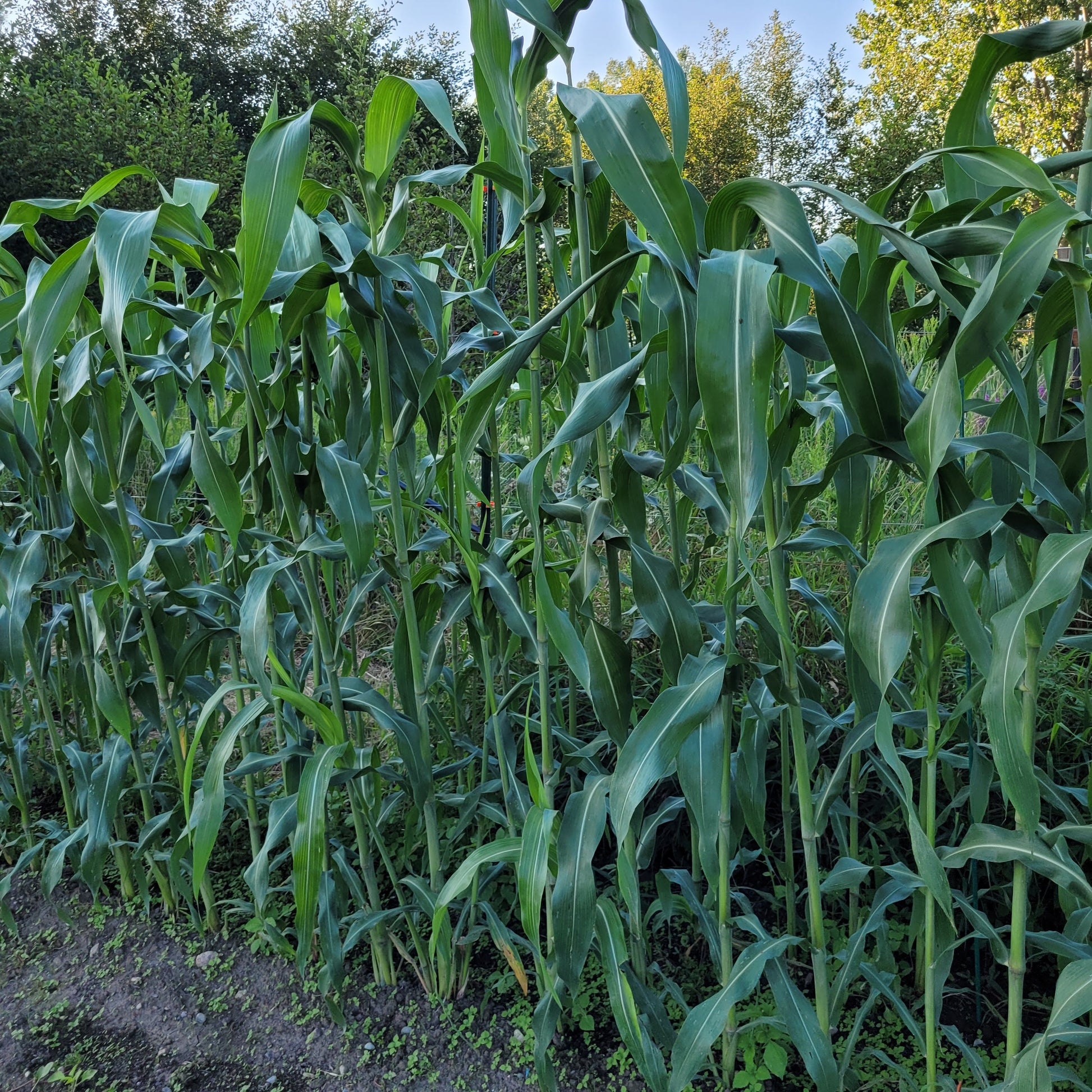 Black Hungarian Sorghum (Broomcorn)