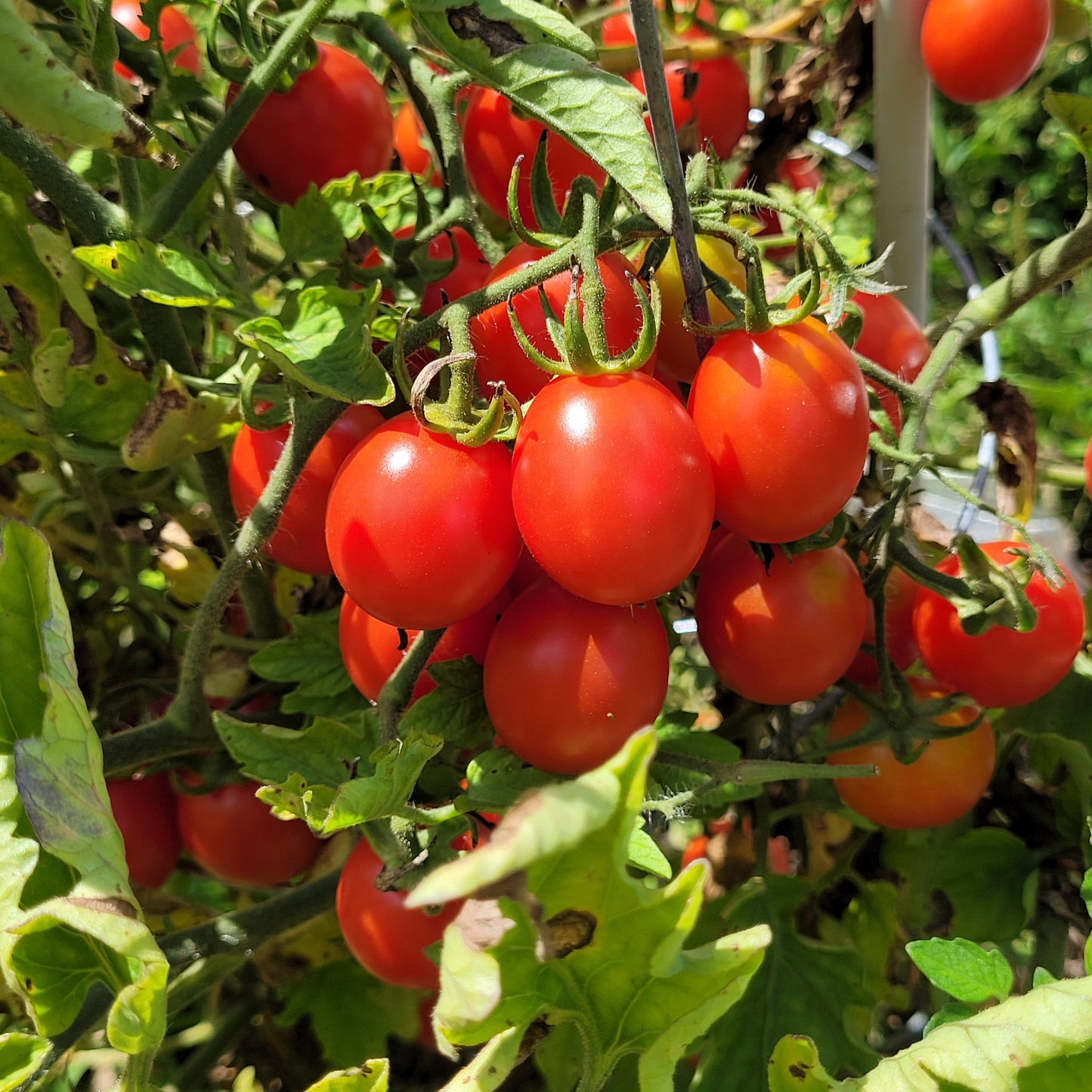 Grappolo d' Inverno Tomato