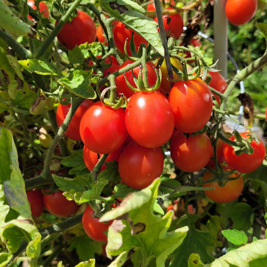 Grappolo d' Inverno Tomato