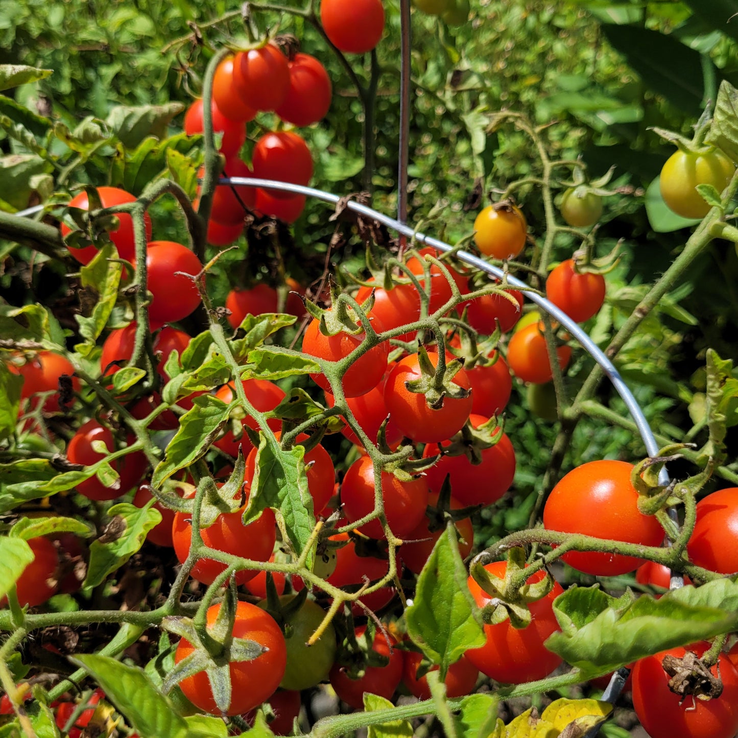 Grappolo d' Inverno Tomato