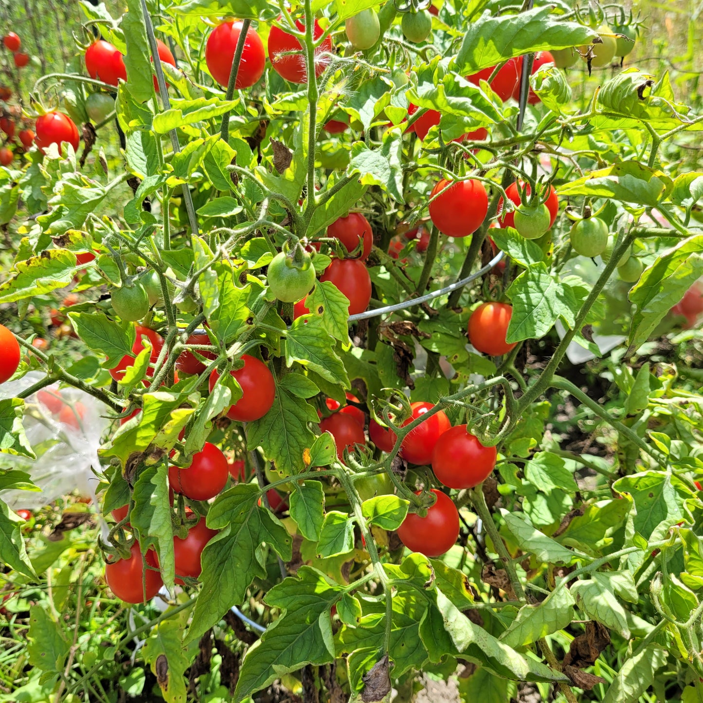 Grappolo d' Inverno Tomato