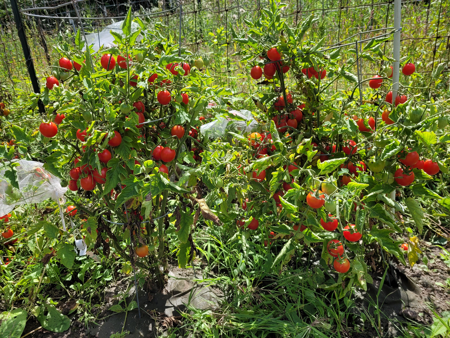Grappolo d' Inverno Tomato