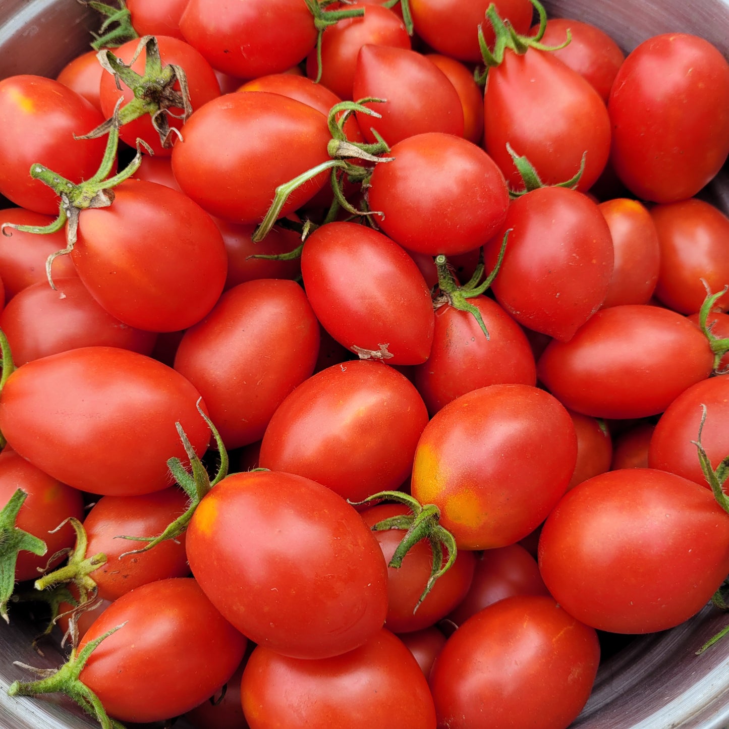 Fiaschetto di Manduria Tomato
