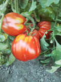 Pomodoro Grosso di Rotonda Tomato