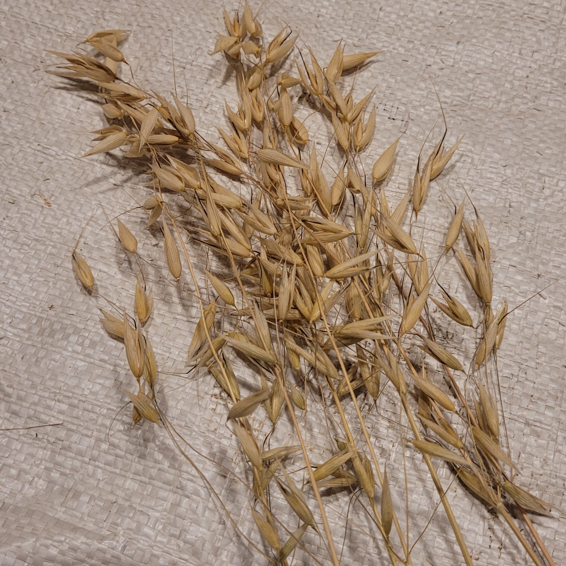 Wintok Winter Oats
