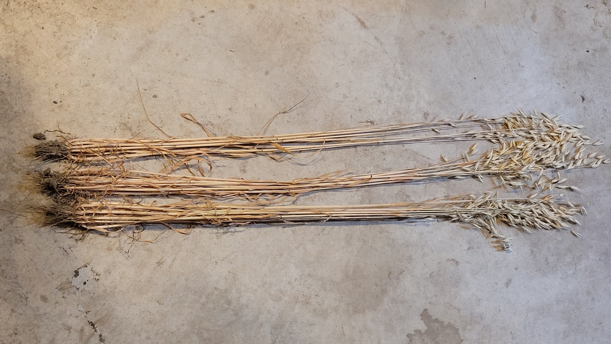 Wintok Winter Oats plant structure