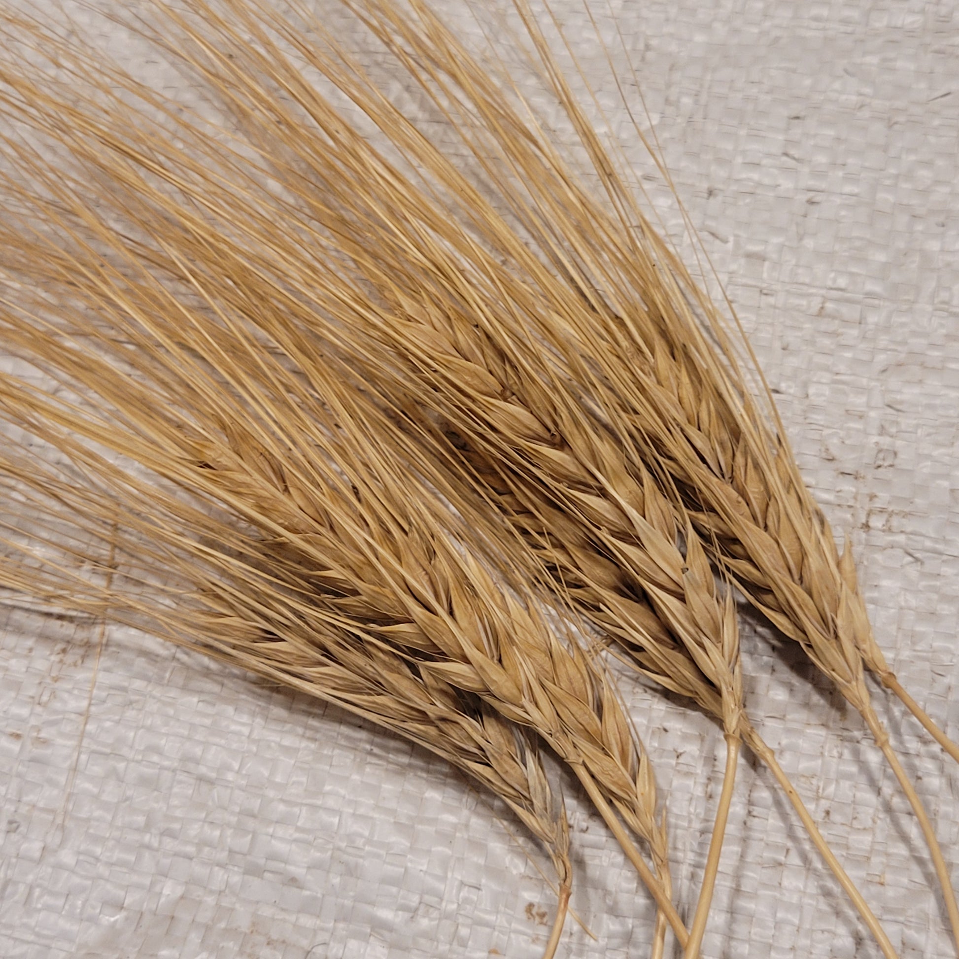Michigan Winter Barley
